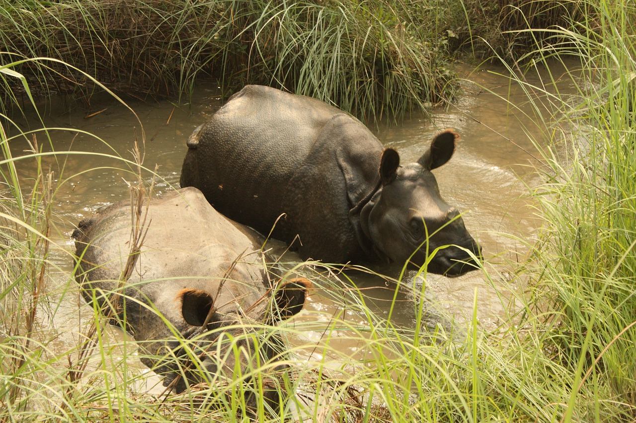 Chitwan